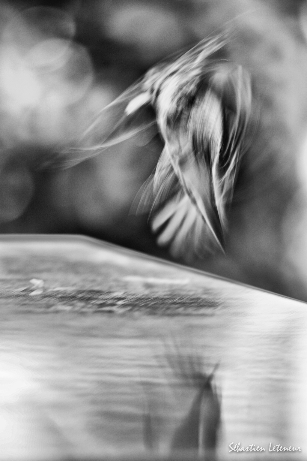 L'envol